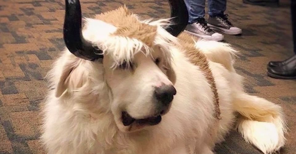 build a bear appa avatar