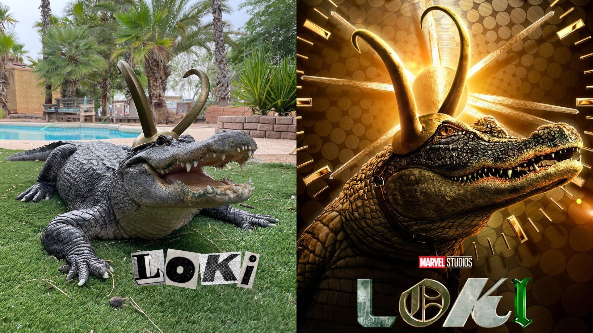 Alligator Loki
