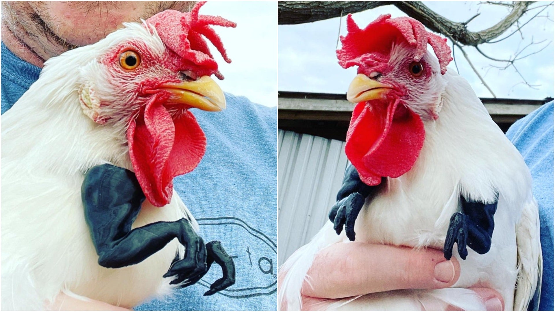 chicken gets 3d printed t rex arms